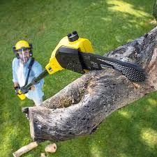 Trusted Grayling, MI Tree Care Services Experts