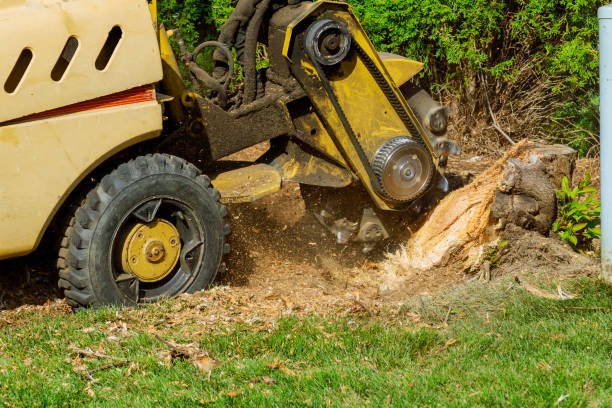 How Our Tree Care Process Works  in  Grayling, MI